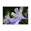 Purple White Glowing Lily Poster
