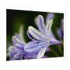 Purple White Glowing Lily Poster