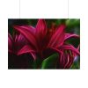 Pink Bloom Lily Poster