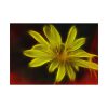 Yellow Flower Poster