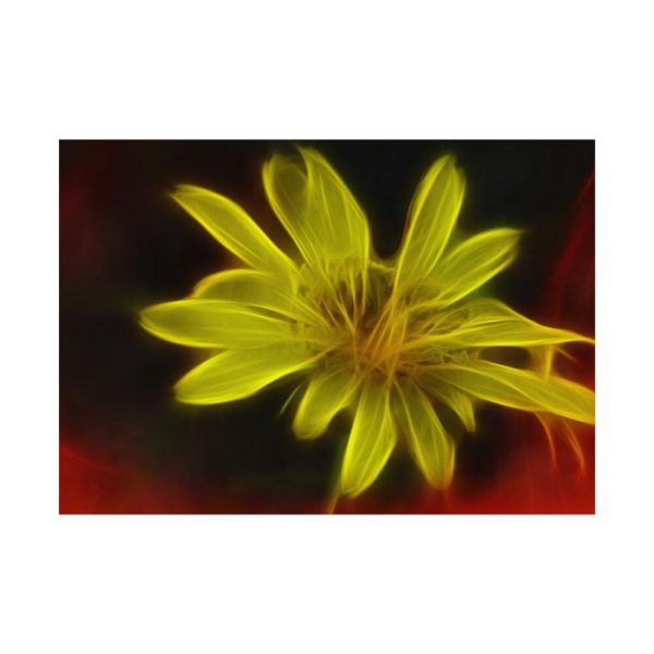 Yellow Flower Poster