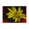 Yellow Flower Poster