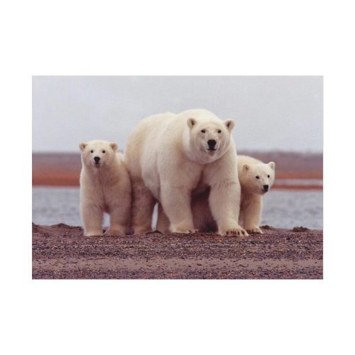 Polar Mama Bear and Cubs Poster