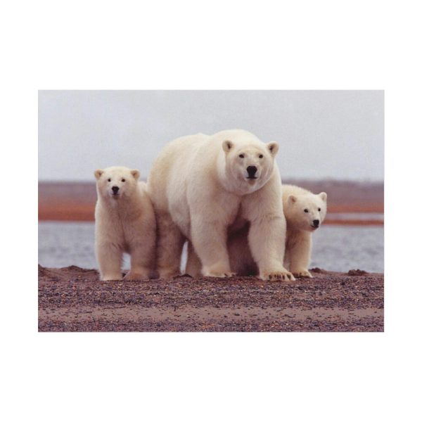 92408-200.jpg Polar Mama Bear and Cubs Poster