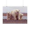 92408-201.jpg Polar Mama Bear and Cubs Poster