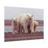 92408-202.jpg Polar Mama Bear and Cubs Poster