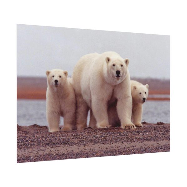 92408-202.jpg Polar Mama Bear and Cubs Poster