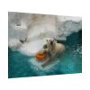 Polar Bear in Water Poster