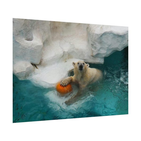 Polar Bear in Water Poster