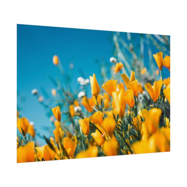 92408-218.jpg Orange Petaled Flowers Poster