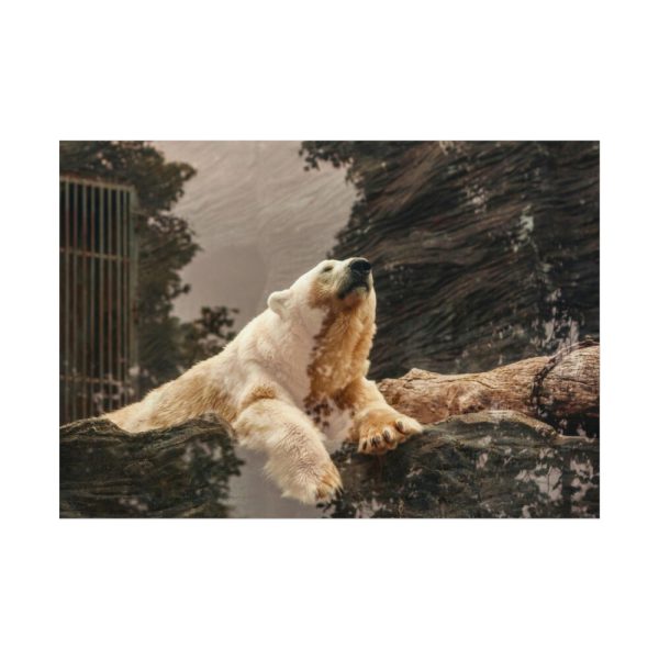 92408-220.jpg Polar Bear in Zoo Poster