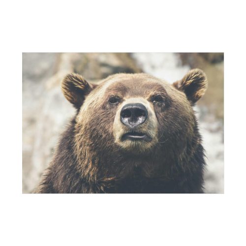 Head of Grizzly Bear Poster