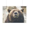 Head of Grizzly Bear Poster