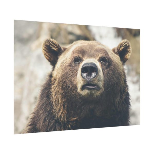 Head of Grizzly Bear Poster
