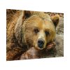 92408-230.jpg Bear is Resting Poster