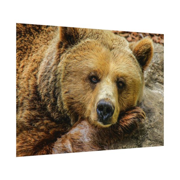 92408-230.jpg Bear is Resting Poster