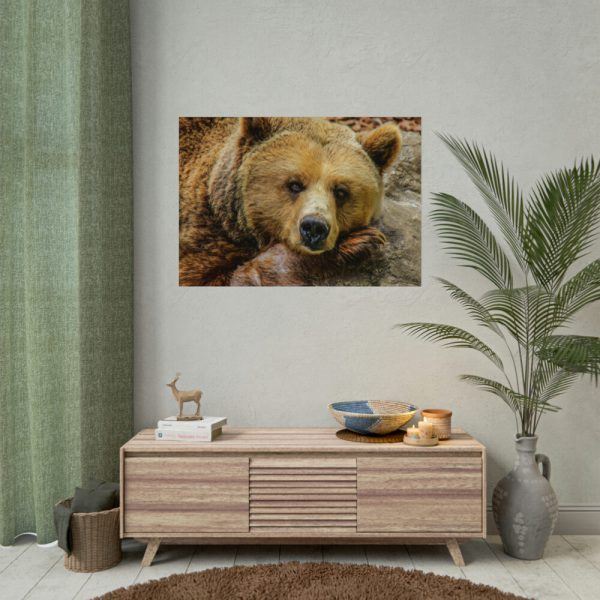 92408-231.jpg Bear is Resting Poster