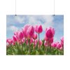 Tulip Beauty Poster