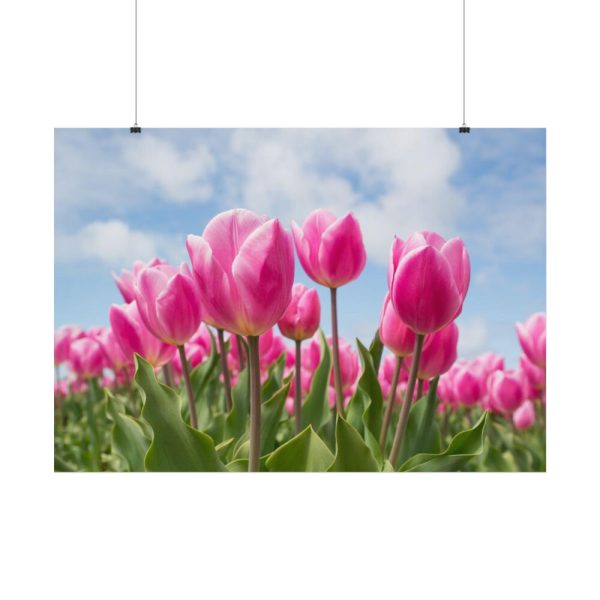 Tulip Beauty Poster