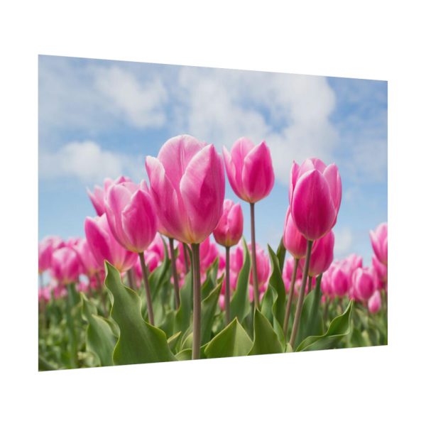 Tulip Beauty Poster