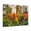 Blooming Orange Tulips Poster