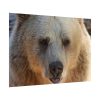 Bear Close up Poster