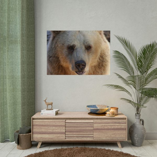 Bear Close up Poster