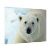 92408-250.jpg Polar Bear Close up Poster