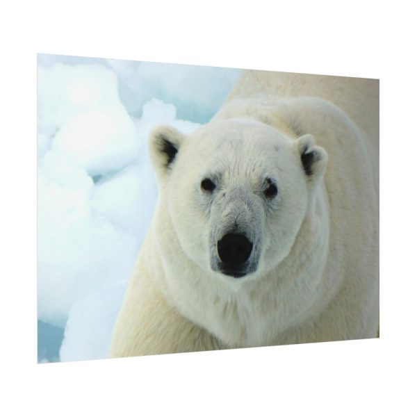 92408-250.jpg Polar Bear Close up Poster