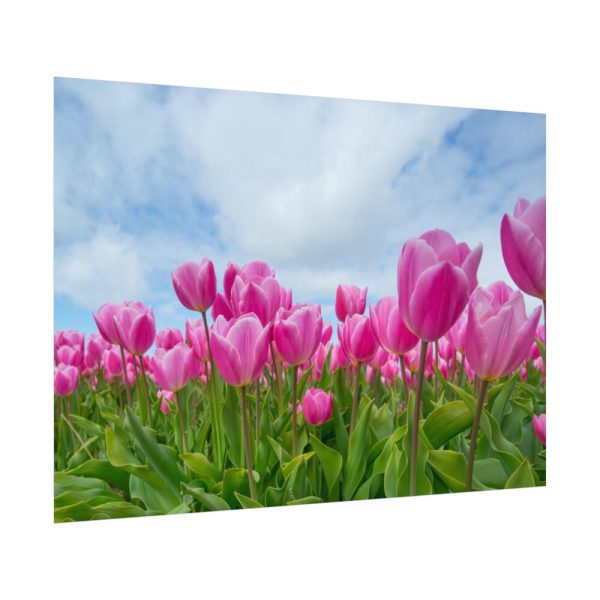 92408-254.jpg Pink Tulip Poster