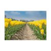 Yellow Tulip Poster