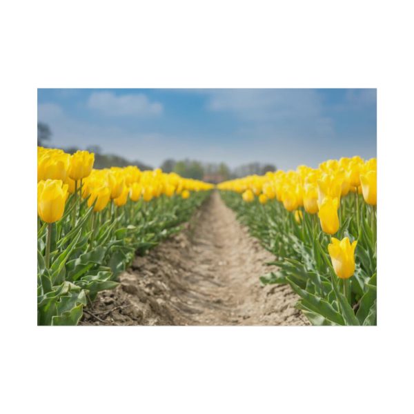 Yellow Tulip Poster