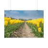 Yellow Tulip Poster