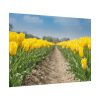 Yellow Tulip Poster