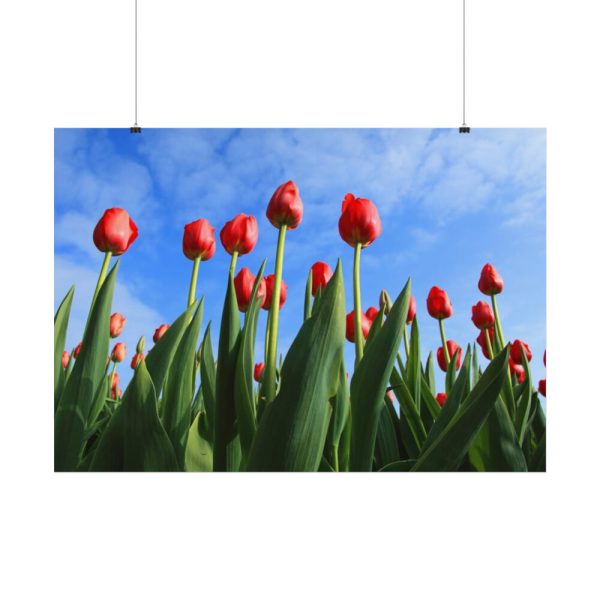 Red Tulip Poster