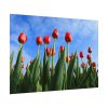 Red Tulip Poster