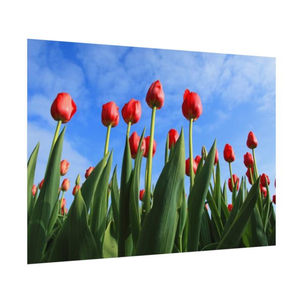 Red Tulip Poster