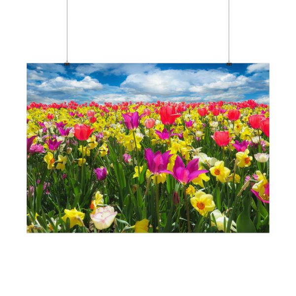 Tulips Beautiful Poster