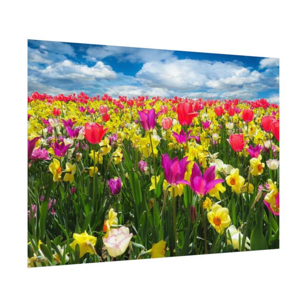 Tulips Beautiful Poster