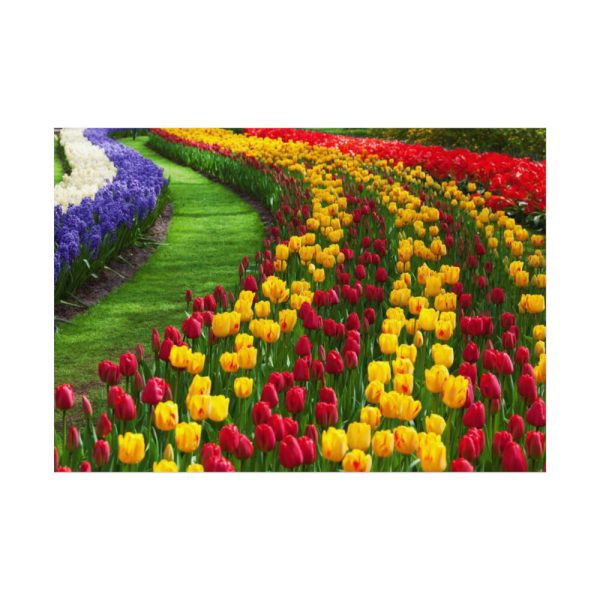 92408-272.jpg Beautiful Blossoms Poster