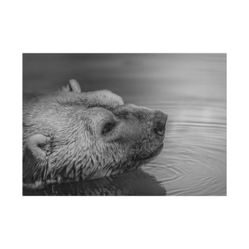 Polar Bear Black and White Poster