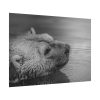 92408-278.jpg Polar Bear Black and White Poster
