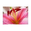 Colorful Pink Poster