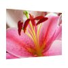 Colorful Pink Poster