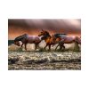 92408-297.jpg Australian Horses Poster