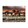 92408-298.jpg Australian Horses Poster