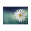 Lonely Daisy Poster