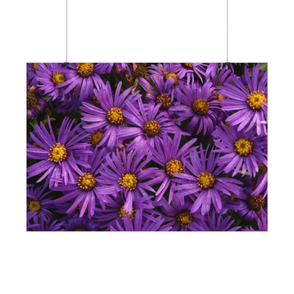 Purple Daisy Poster