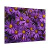 Purple Daisy Poster