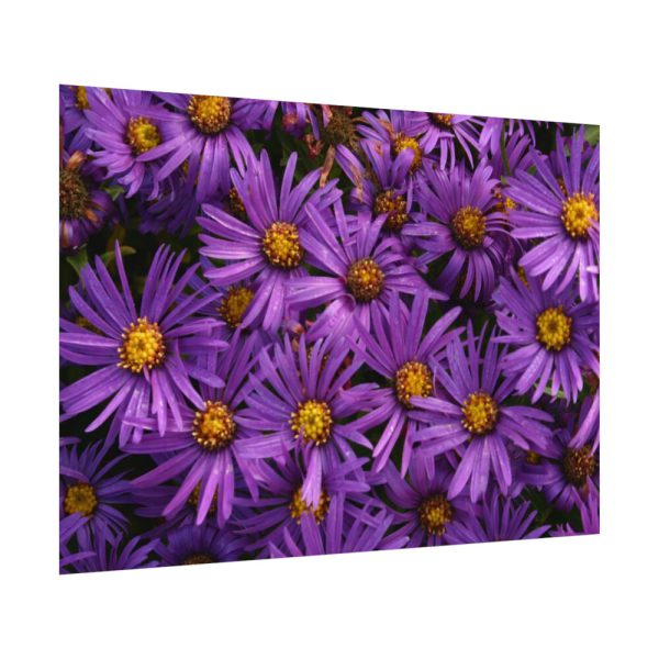 Purple Daisy Poster